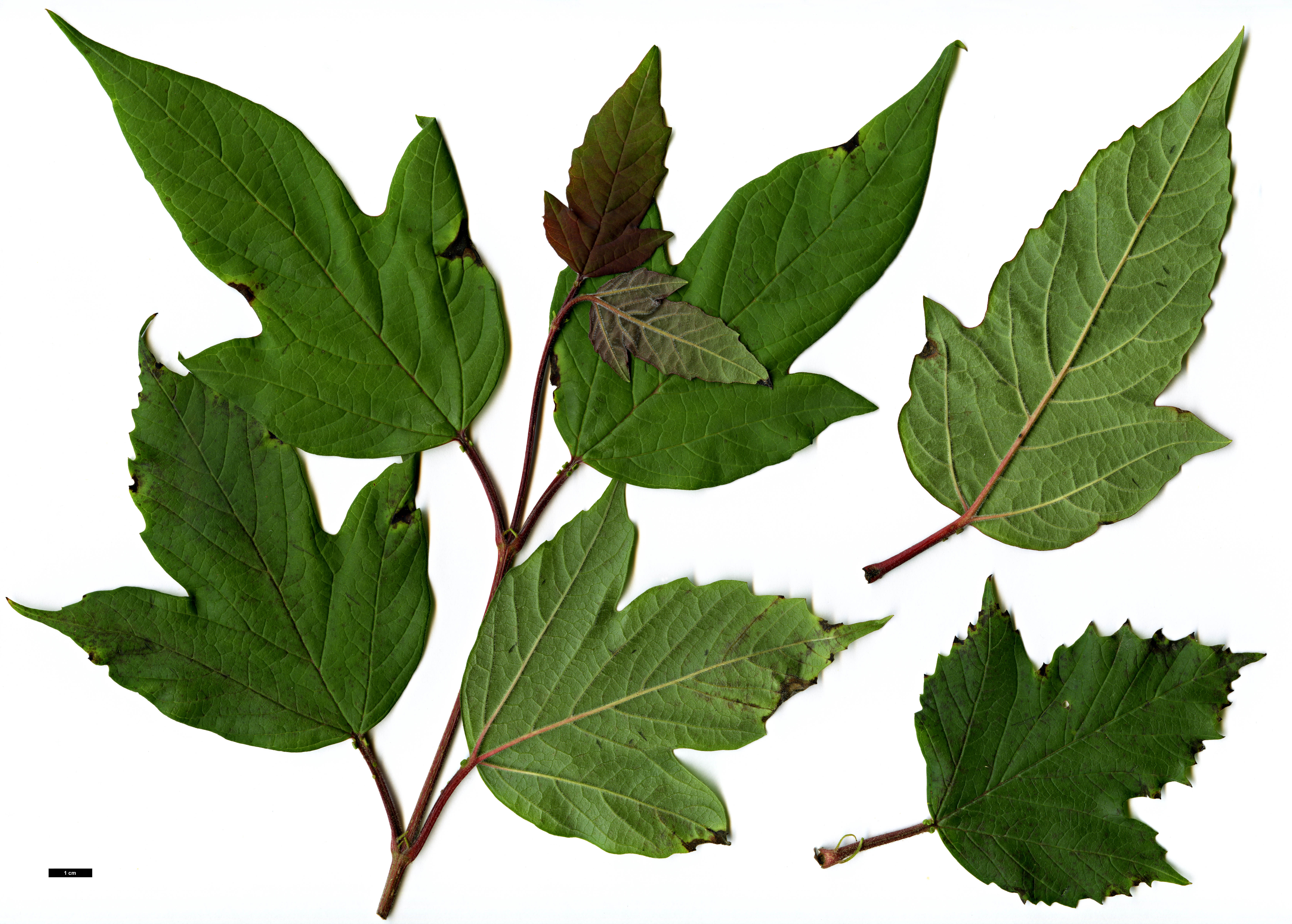 High resolution image: Family: Adoxaceae - Genus: Viburnum - Taxon: sargentii - SpeciesSub: var. puberulum